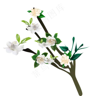 漂亮茉莉花花朵