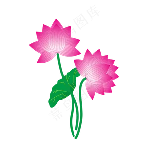 夏季荷花荷叶莲花