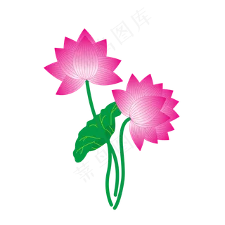 夏季荷花荷叶莲花