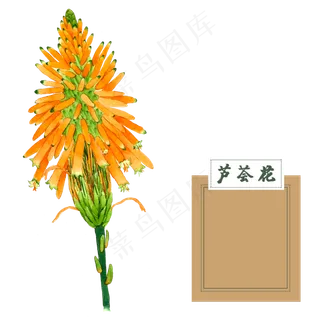 花类中草药芦荟花水彩 花类中草药芦荟花水彩