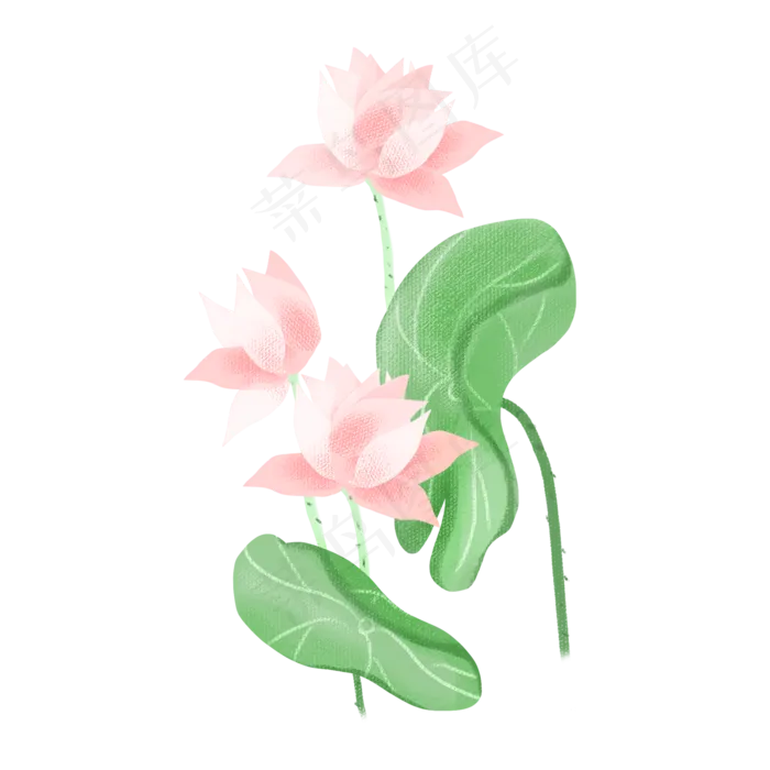 春夏荷花png素材(2000X2000(DPI:300))psd模版下载