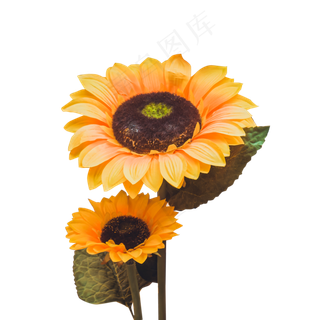 两朵盛开的美丽向日葵