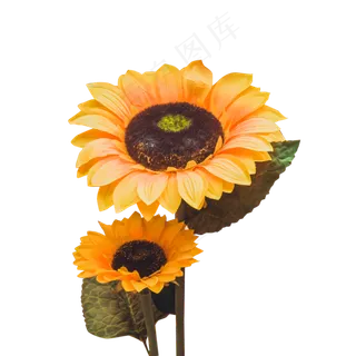 两朵盛开的美丽向日葵