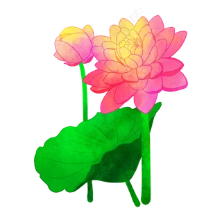 夏季节气荷花荷叶