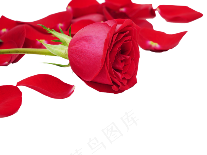 情人节一束鲜花