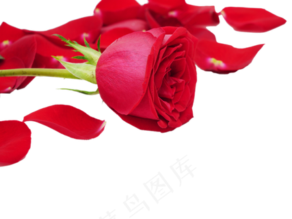 情人节一束鲜花