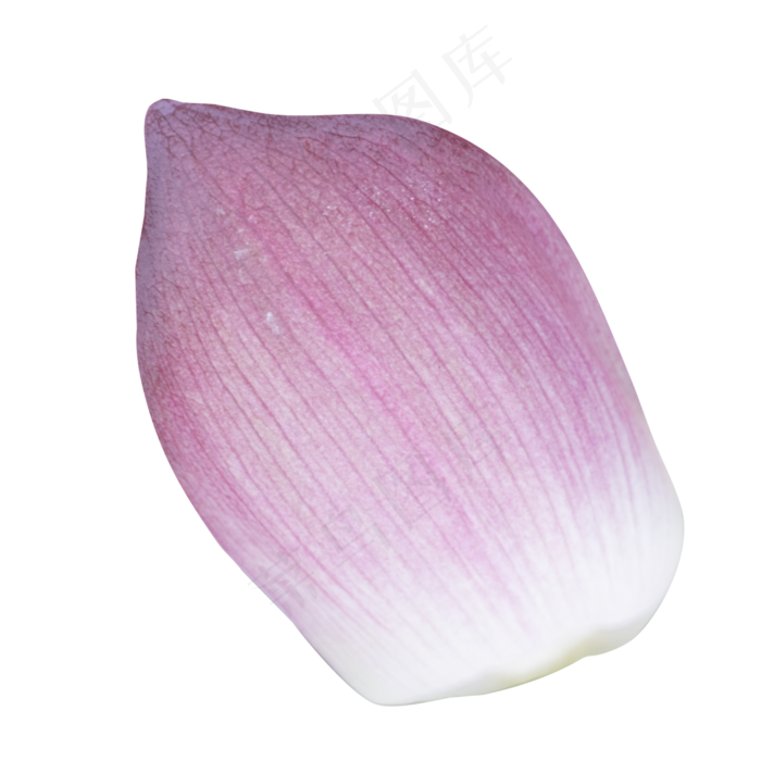 粉色的荷花瓣(2000X2000(DPI:72))