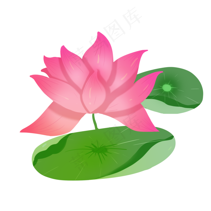 粉色的荷花和荷叶(2100X2100(DPI:300))psd模版下载