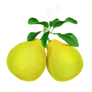 手绘秋冬水果之柚子