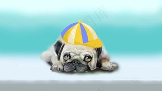 萌宠小狗狗八哥犬