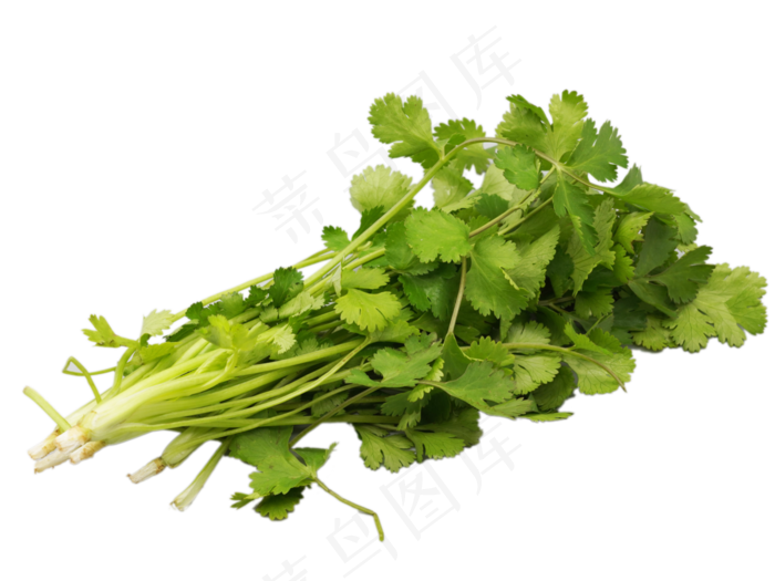 绿色香菜食材,免抠元素