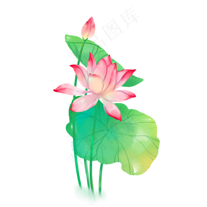 水彩荷花花卉