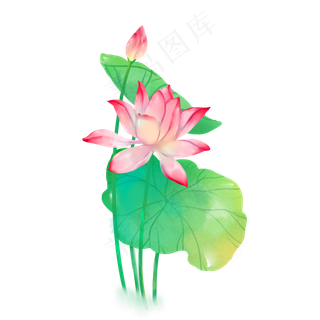 水彩荷花花卉