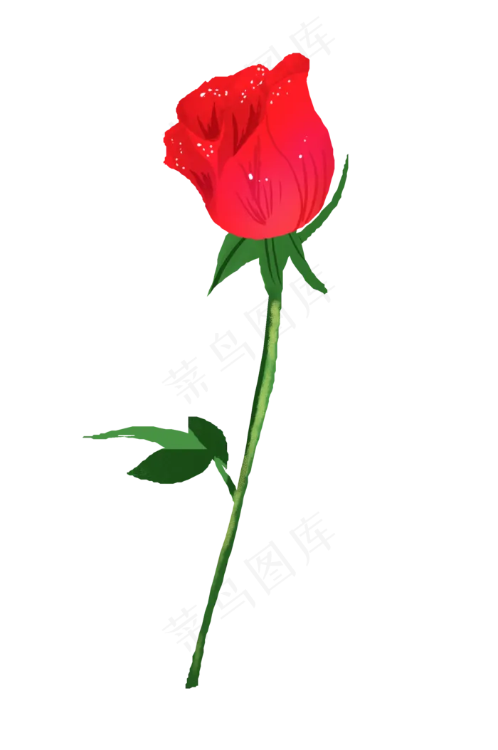 玫瑰花红色植物(2145X3231(DPI:300))psd模版下载
