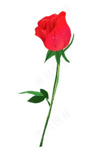 玫瑰花红色植物