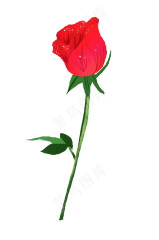 玫瑰花红色植物
