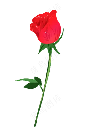 玫瑰花红色植物