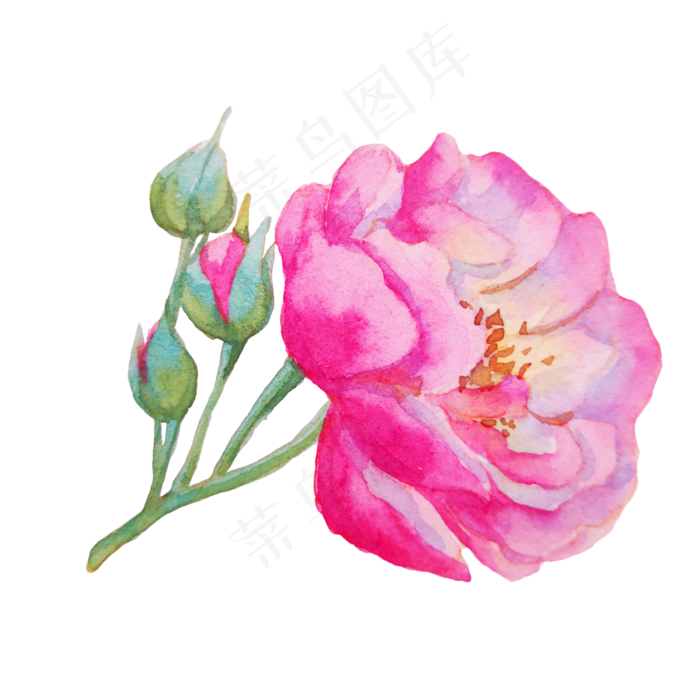 植物玫瑰蔷薇花枝(2000X2000(DPI:300))psd模版下载