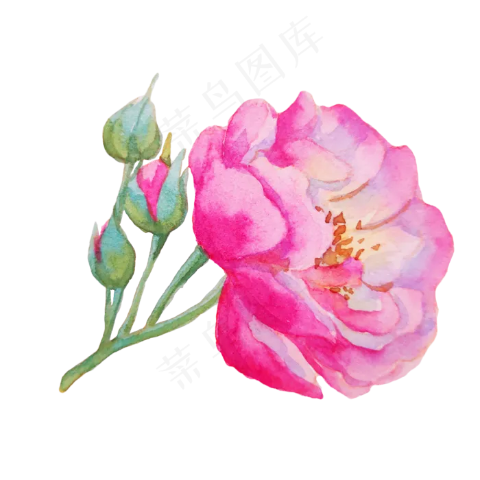 植物玫瑰蔷薇花枝(2000X2000(DPI:300))psd模版下载