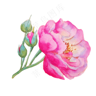 植物玫瑰蔷薇花枝