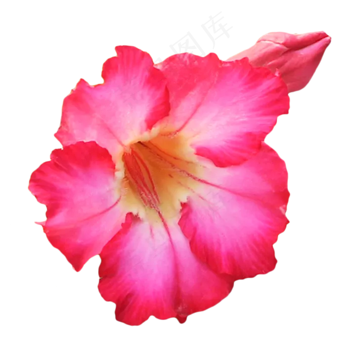 沙漠玫瑰花卉(2000X2500(DPI:299))