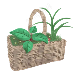 竹篮子里面养着绿色的植物