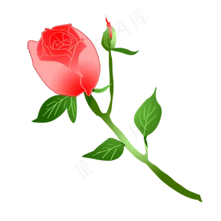 粉红色玫瑰花骨朵