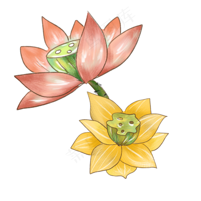 双色荷花装饰插画