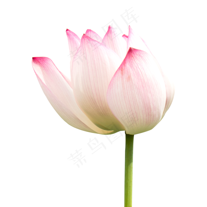 粉色莲花(2000X2000(DPI:300))