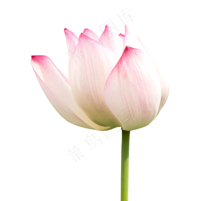 粉色莲花(2000X2000(DPI:300))