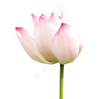 粉色莲花 粉色莲花