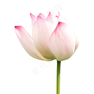 粉色莲花 粉色莲花