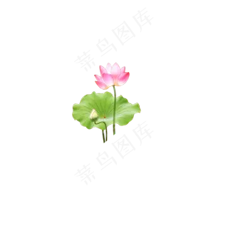 荷花荷叶图案 荷花荷叶图案