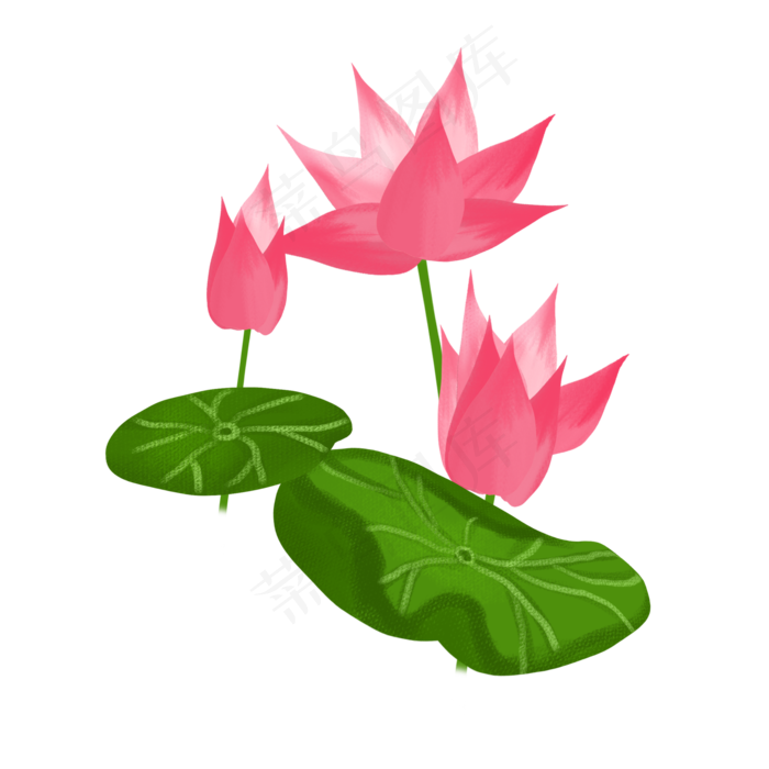 春夏荷花png素材(2000X2000(DPI:300))psd模版下载
