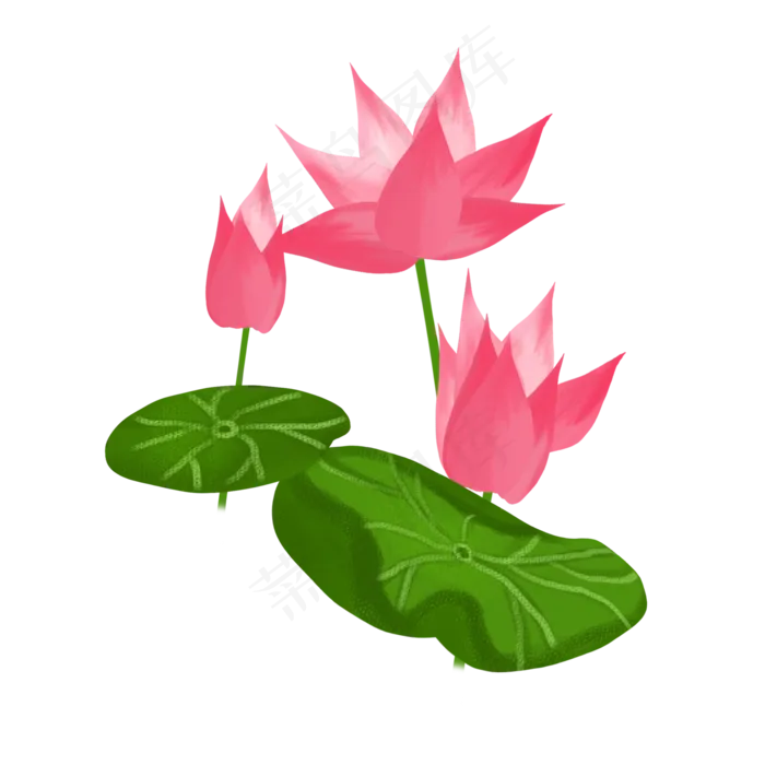 春夏荷花png素材(2000X2000(DPI:300))psd模版下载
