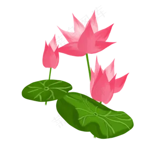 春夏荷花png素材