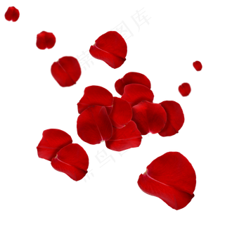 飘落的红色玫瑰花瓣