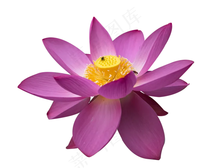 荷花花蕊与蜜蜂(1525X1220(DPI:300))psd模版下载