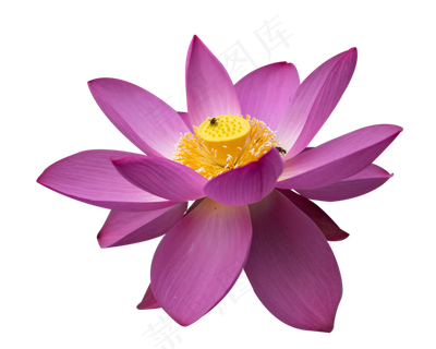 荷花花蕊与蜜蜂