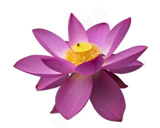 荷花花蕊与蜜蜂