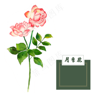 花类中草药月季花蔷薇花科