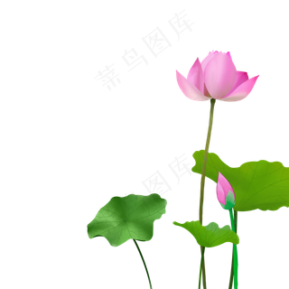 夏季植物元素免费下载