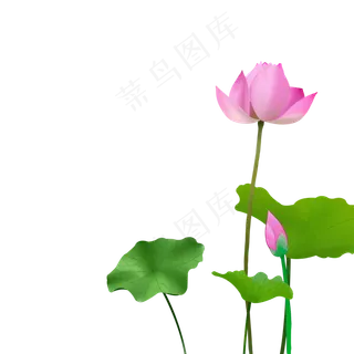 夏季植物元素免费下载