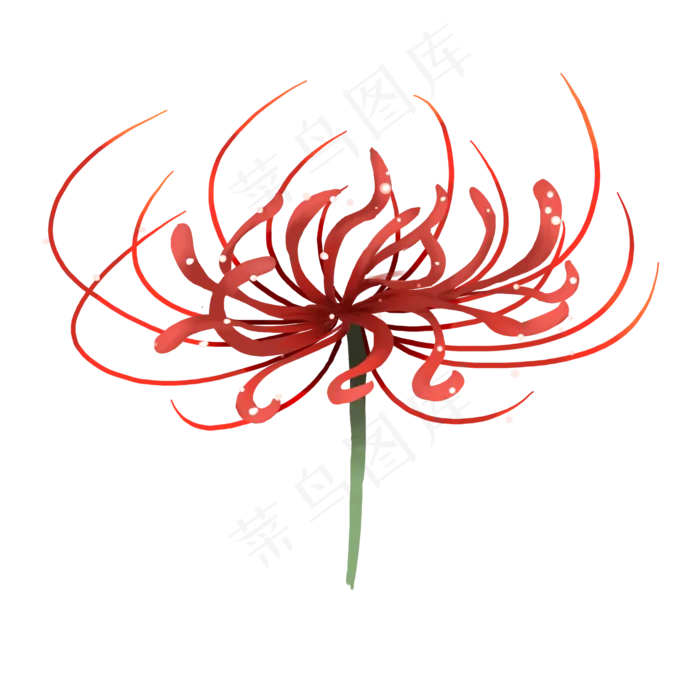 红色彼岸花曼珠沙华(2000X2000(DPI:600))psd模版下载