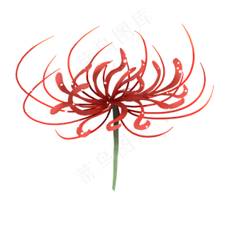 红色彼岸花曼珠沙华