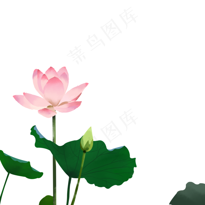 手绘盛开的荷花免抠(2000X2000(DPI:300))psd模版下载