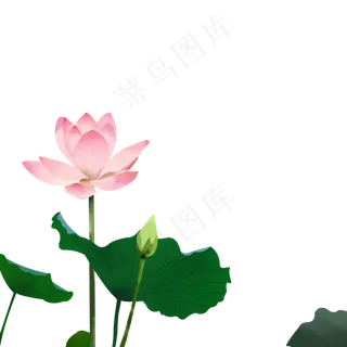 手绘盛开的荷花免抠