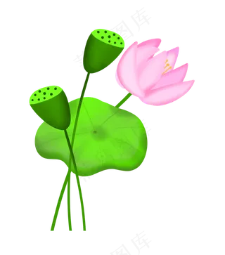 二十四节气荷叶荷花