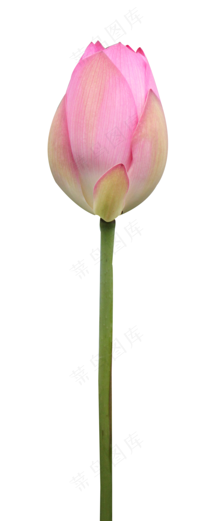 一朵即将盛开的含苞粉色荷花