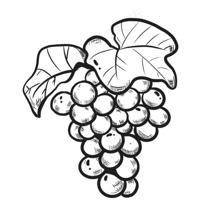 手绘线描葡萄食物(2000X2000(DPI:132))psd模版下载